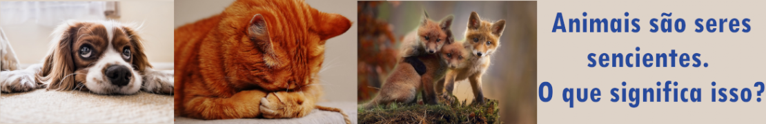 Animais são seres sencientes. O que significa isso?