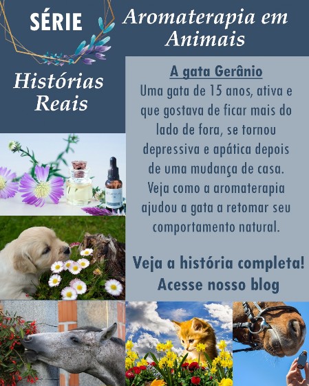 Aromaterapia -História gata gerânio