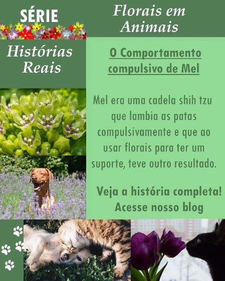 Florais em animais - história Mel