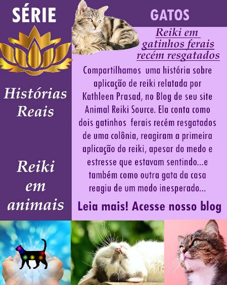 Reiki em gatinhos resgatados