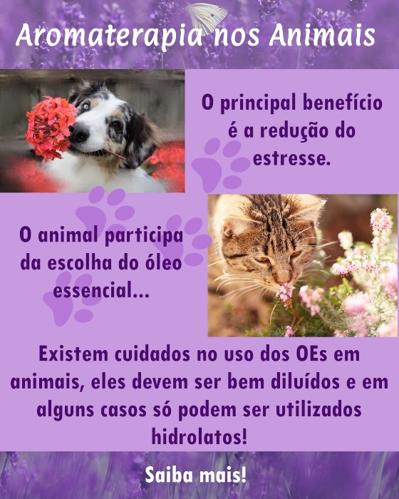 Aromaterapia nos animais