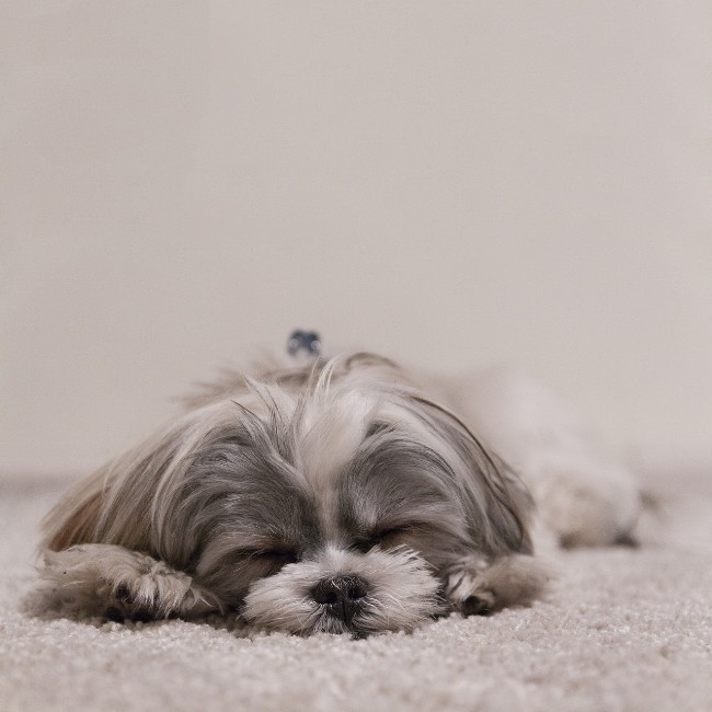 shih tzu